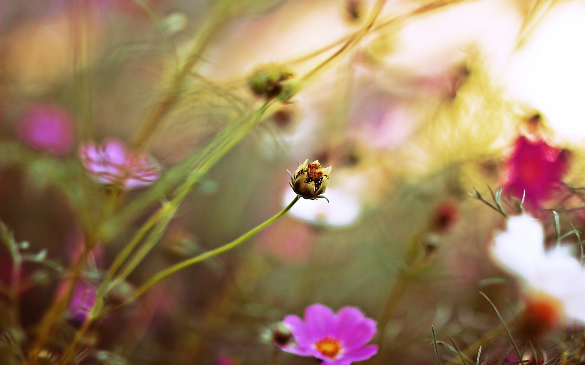 macro flower nature garden summer flora grass color close-up beautiful bright field outdoors leaf floral sun blooming hayfield season fair weather