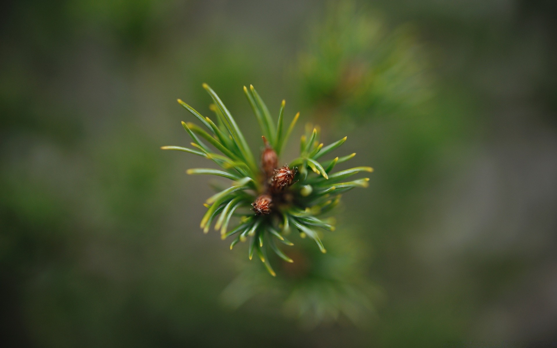 macro fotografia natura foglia all aperto albero sfocatura crescita flora evergreen ramo estate conifere ambienti erba di legno