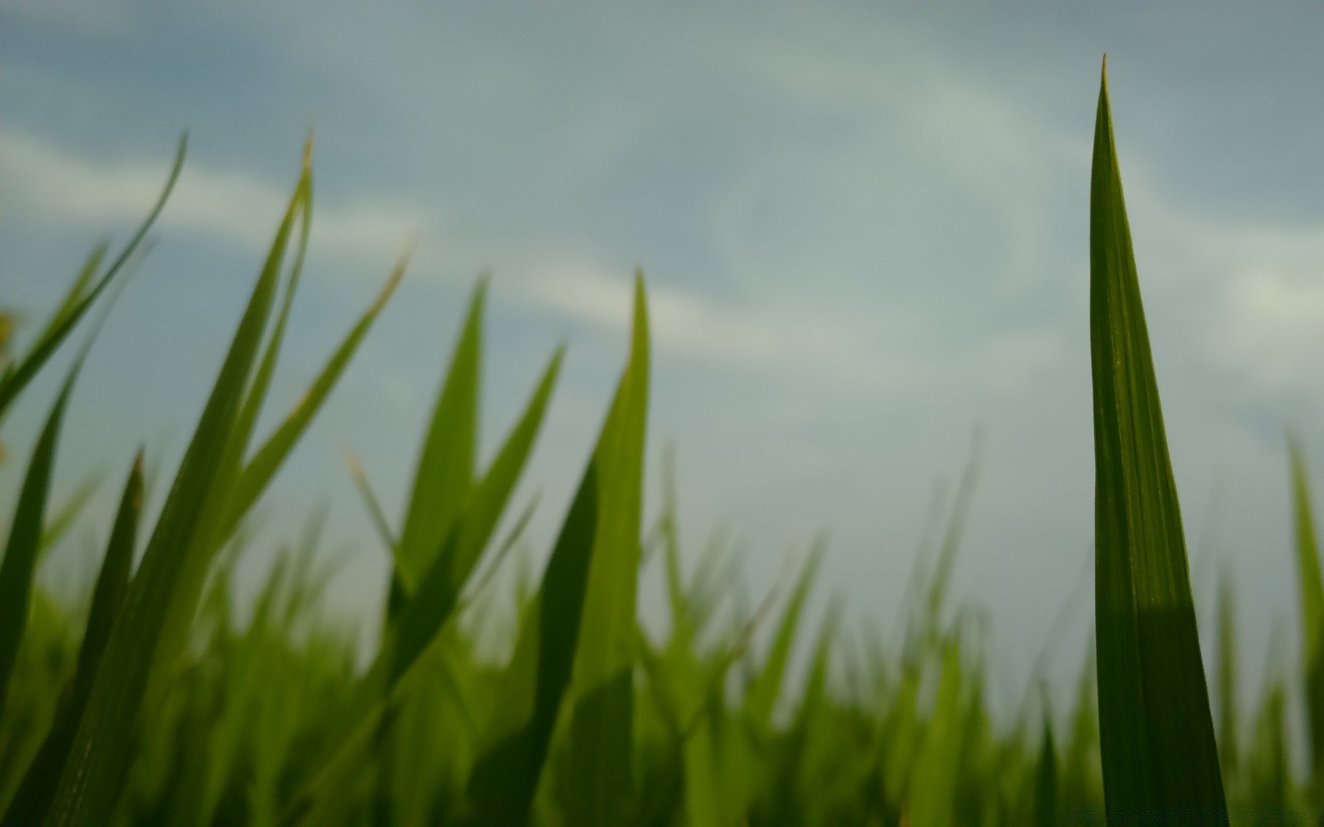 macro grass growth field lawn lush leaf flora hayfield sun garden nature farm environment blade summer dawn dew rural outdoors