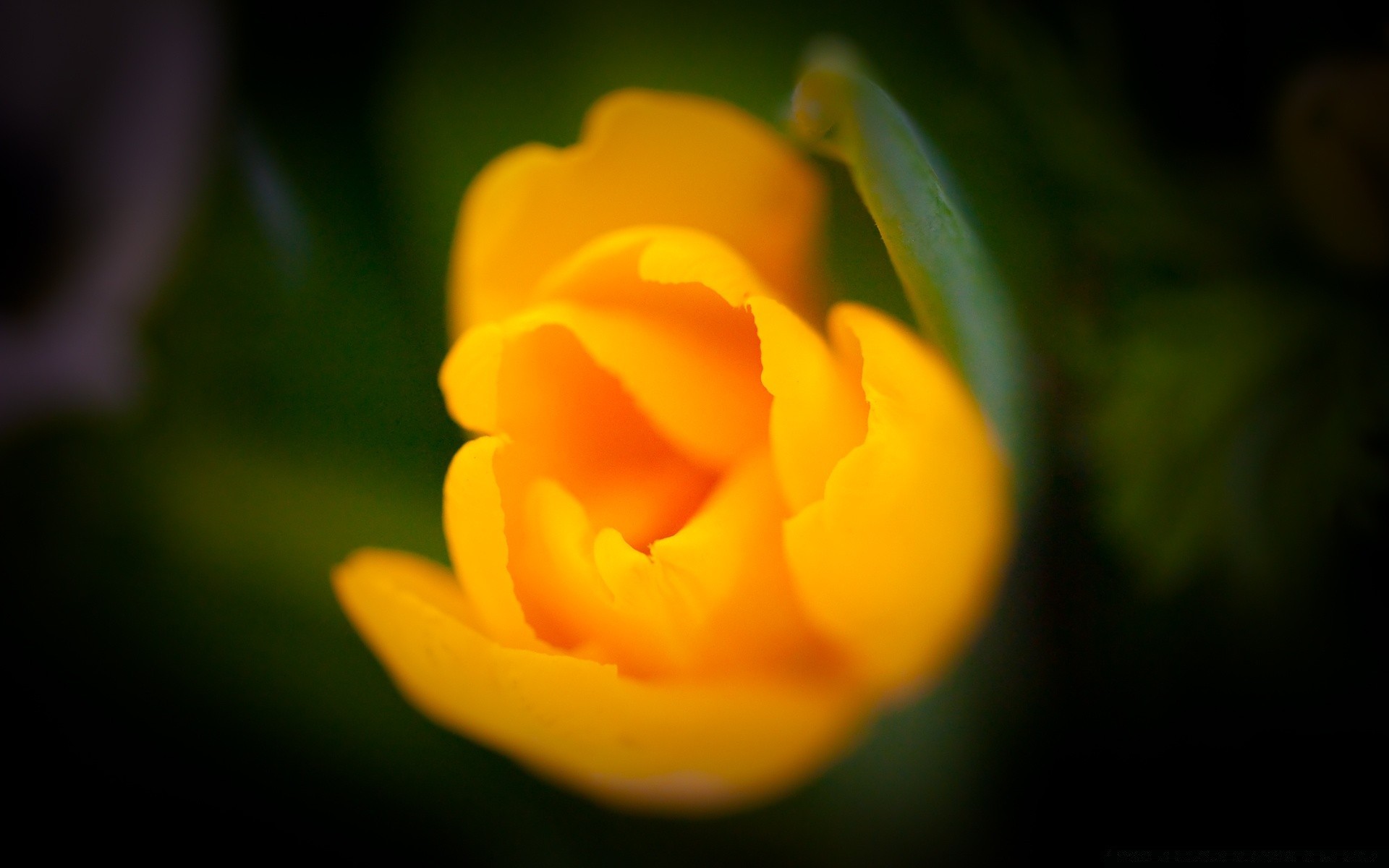 macro flor natureza folha borrão flora tulipa cor jardim brilhante verão amor ao ar livre bela rosa pétala