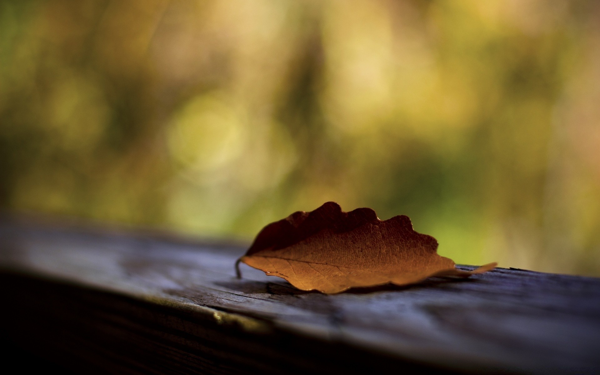 macro flou automne bois nature morte dof nature aube feuille lumière arbre paysage pluie coucher de soleil soleil couleur résumé bureau à l extérieur mise au point