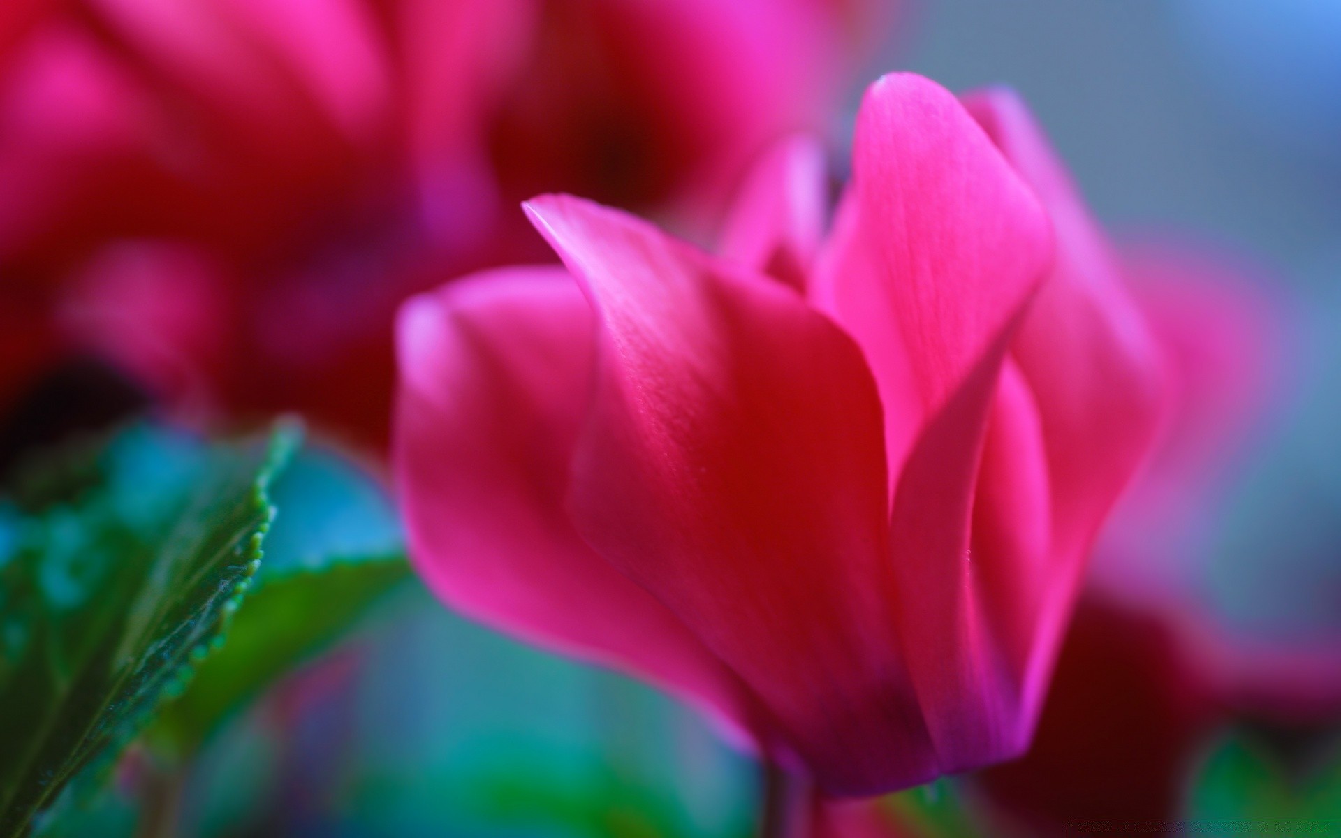 makro natura kwiat ogród flora tulipan lato kolor liść jasny płatek delikatny piękny wzrost miłość wielkanoc kwiatowy bluming