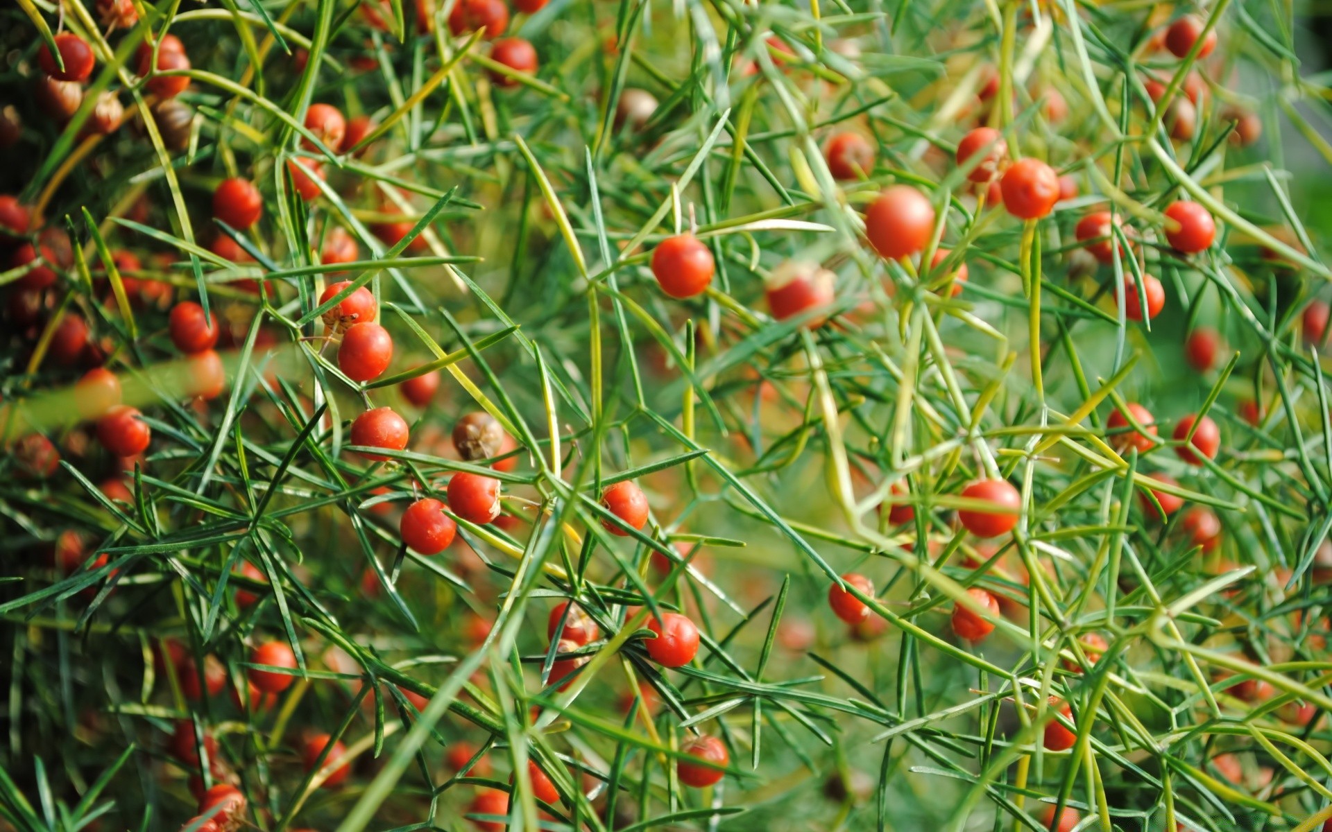 macro natureza jardim comida folha close-up pasto vegetal frutas flora saudável agricultura saúde cor colheita verão