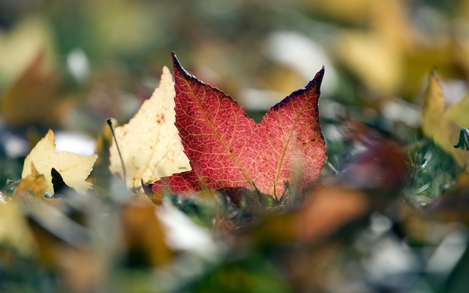 makro blatt herbst natur im freien holz flora holz farbe saison ahorn unschärfe hell garten licht schließen gold