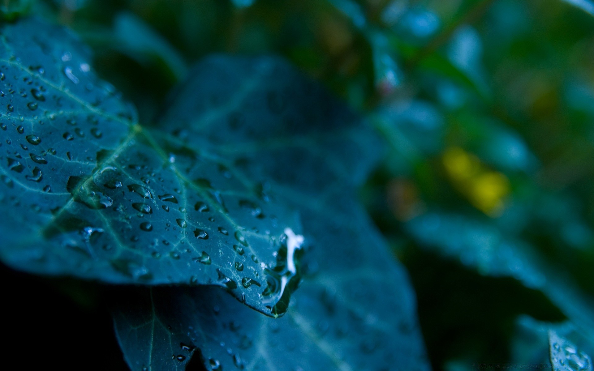 macro debaixo d água natureza água chuva folha