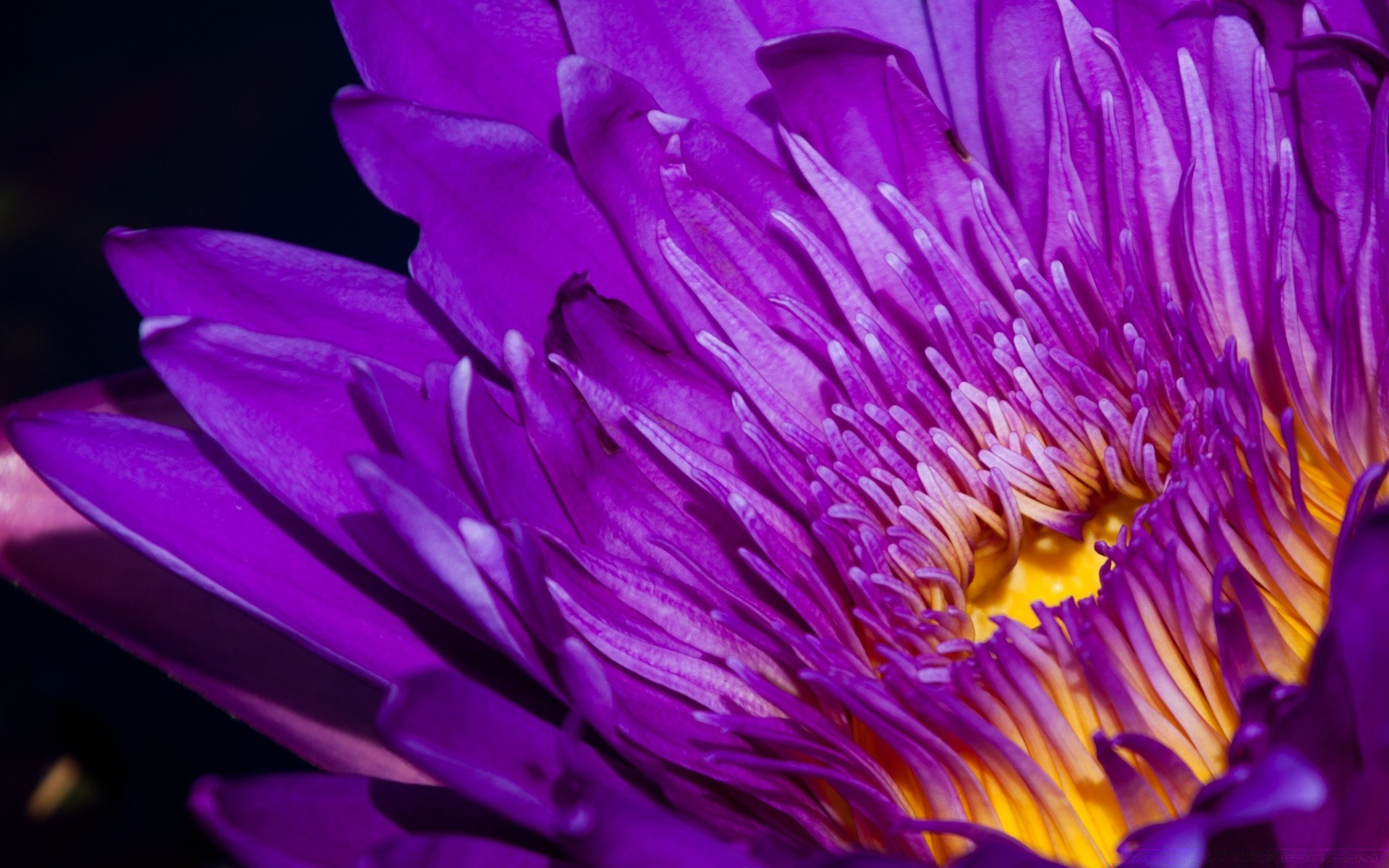 macro flower nature flora garden summer leaf beautiful blooming petal lotus color exotic floral bright close-up park botanical lily outdoors