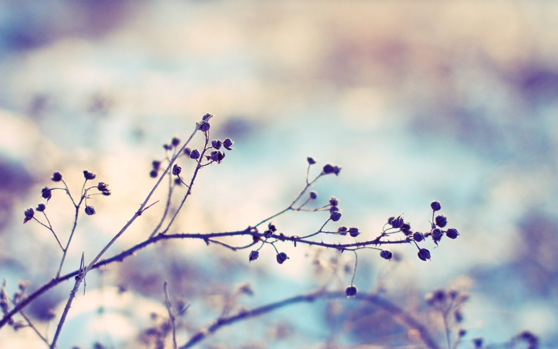 makroaufnahme blume unschärfe natur baum dof winter flora schnee zweig himmel blatt abstrakt landschaft licht im freien biologie sonne