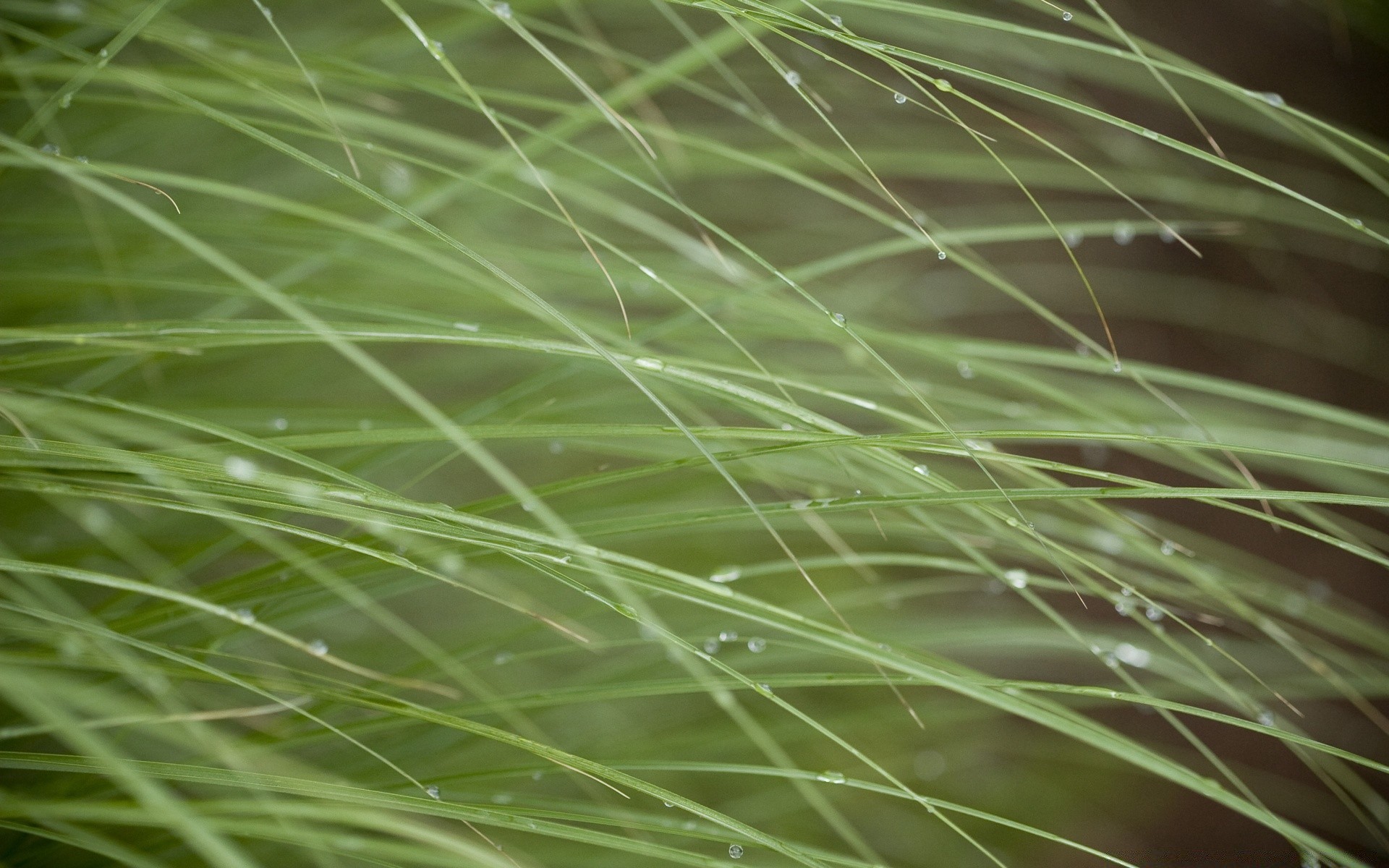 makroaufnahme gras natur flora blatt sommer wachstum regen morgendämmerung tau frische medium rasen garten feld schließen