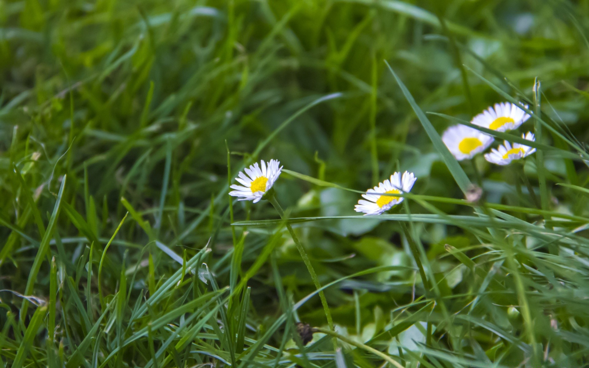 macro herbe foin nature flore été champ pelouse fleur jardin environnement saison rural gros plan croissance feuille à l extérieur beau temps fraîcheur lumineux floral