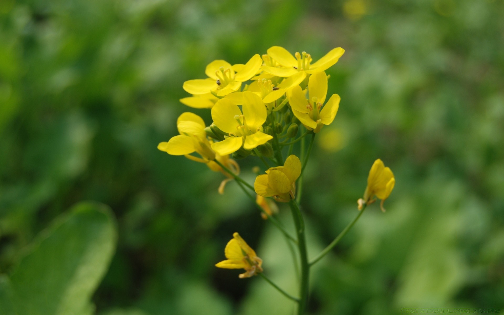 makroaufnahme natur blatt sommer flora blume hell im freien wachstum garten gutes wetter blumen feld gras farbe