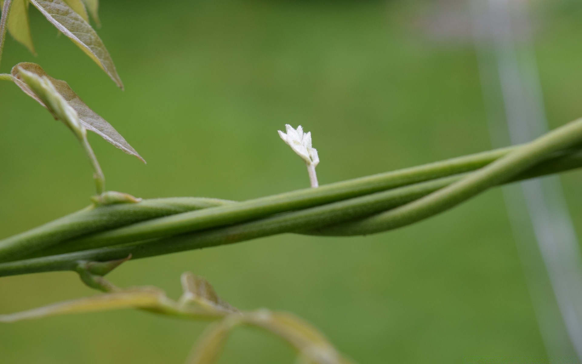 macro feuille nature flore croissance herbe à l extérieur jardin été flou