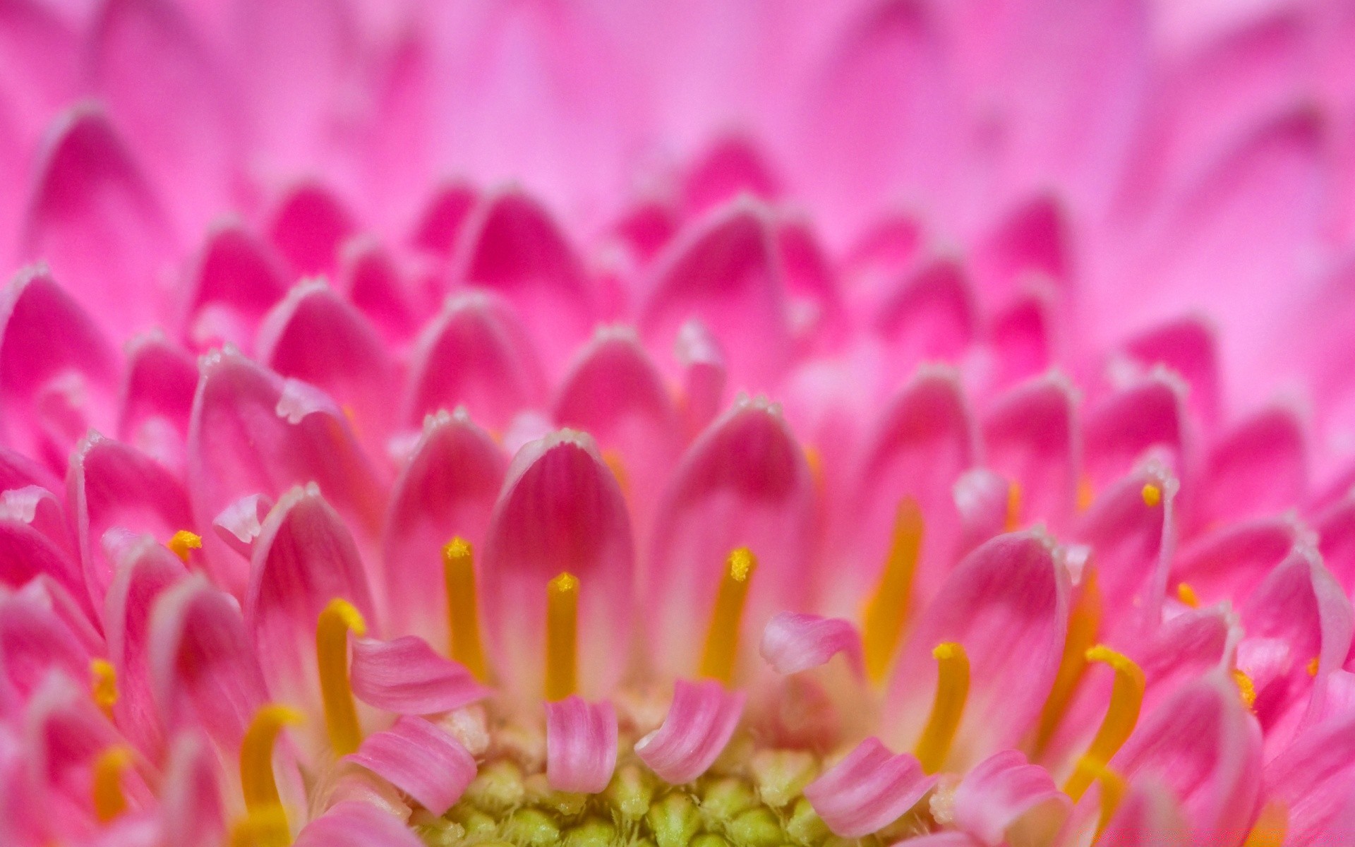 macro flor natureza cor brilhante bela flora close-up pétala floral verão blooming desktop jardim decoração