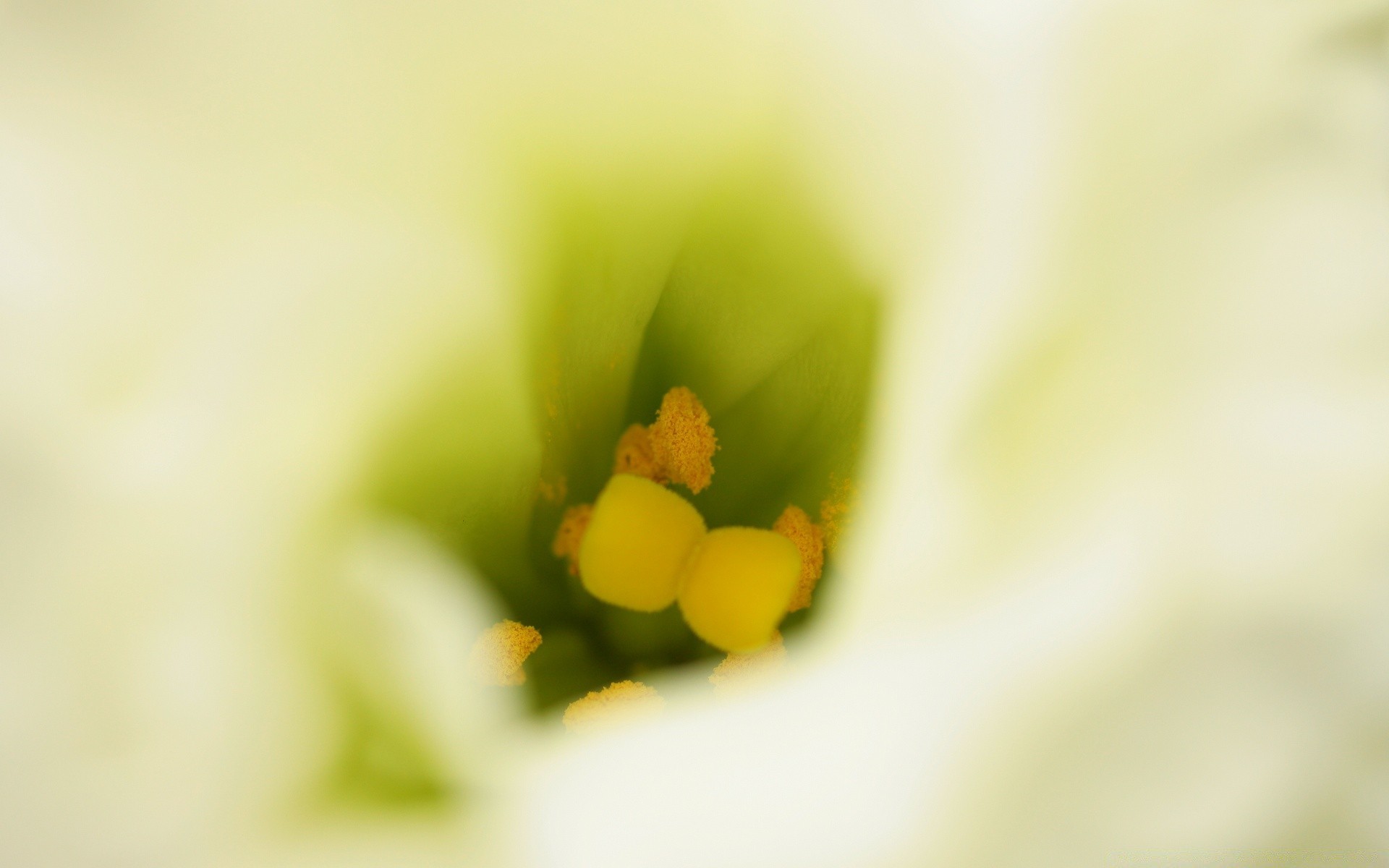 makroaufnahme unschärfe blume natur dof flora blatt garten stillleben sommer sanft wachstum