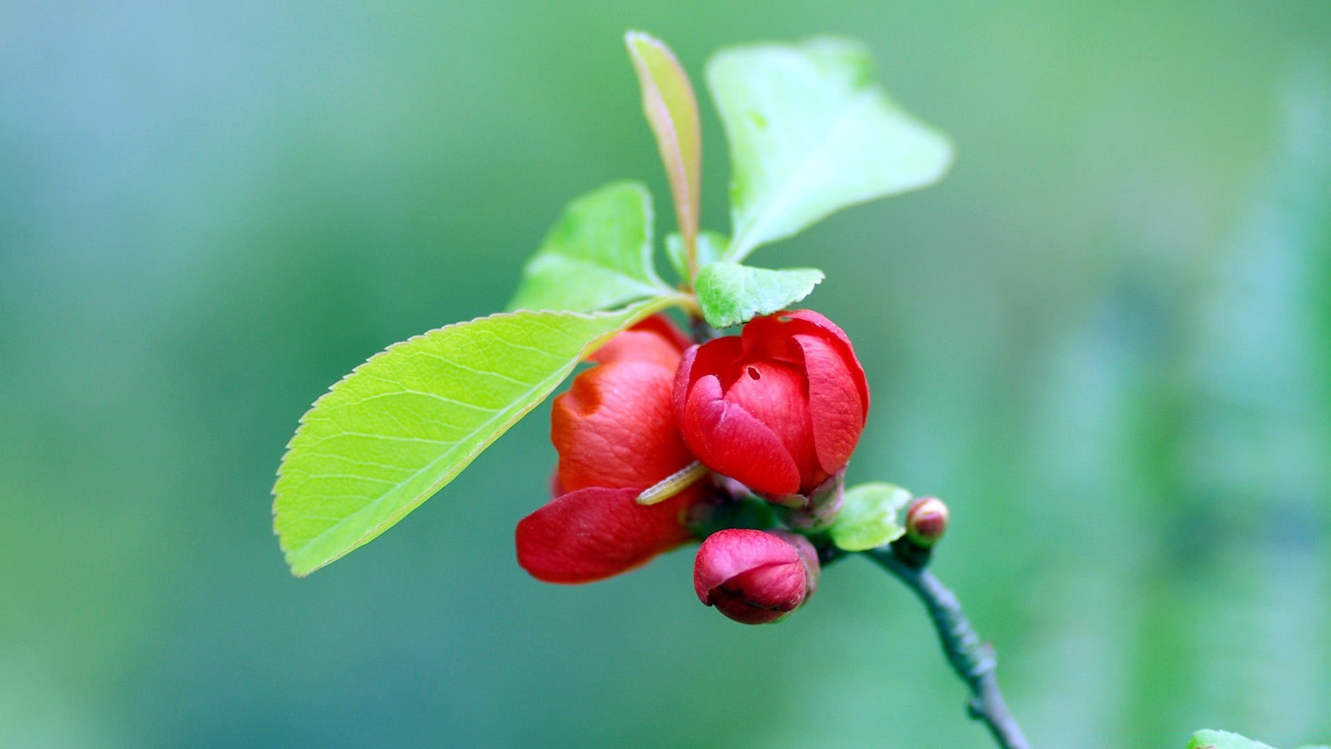 macro nature leaf summer garden flora flower growth branch tree fruit outdoors bright