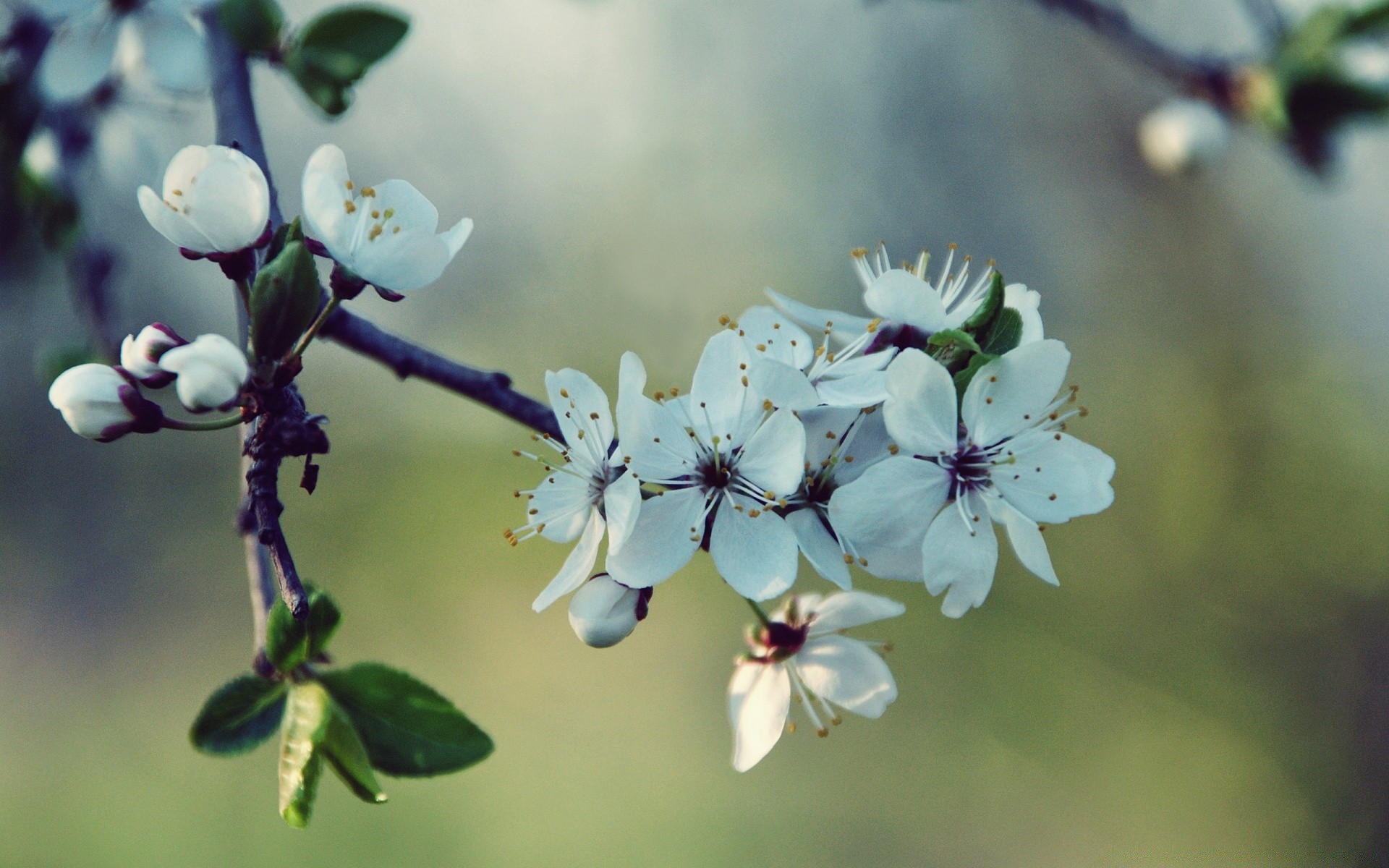 makro kwiat natura flora liść oddział ogród drzewo na zewnątrz jabłko bluming kolego płatek wzrost kwiatowy lato wiśnia rozmycie sezon zbliżenie