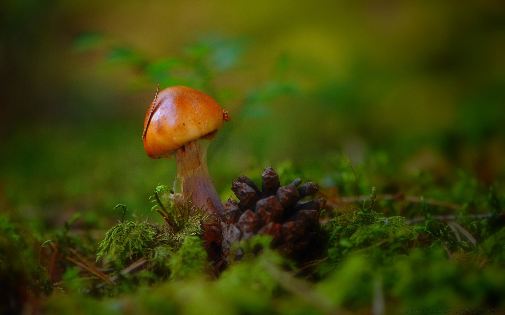 fotografia macro fungo fungo outono boleto natureza grama musgo cogumelo esporo comida comestível folha ao ar livre madeira selvagem crescimento veneno verão