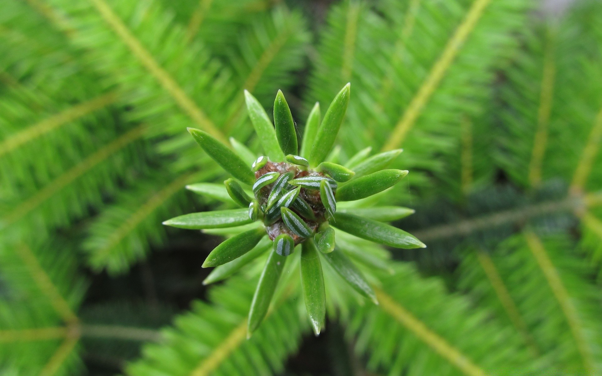 makro liść natura flora drzewo tropikalne lato wzrost na zewnątrz oddział zbliżenie egzotyczne bujne fronde fern kolor