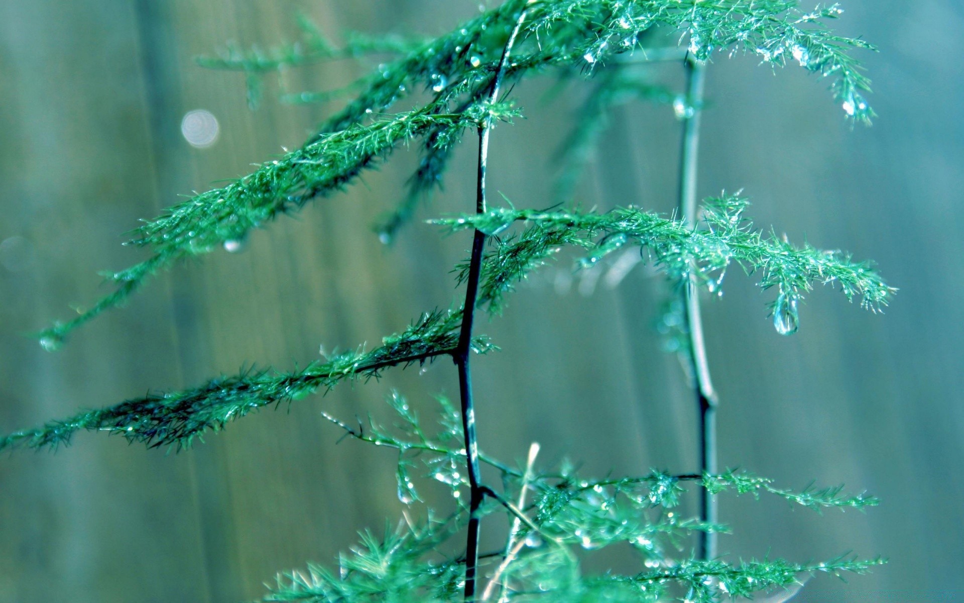 makro fotoğrafçılığı doğa yağmur çiy yaprak açık havada damla masaüstü flora su yaz çimen