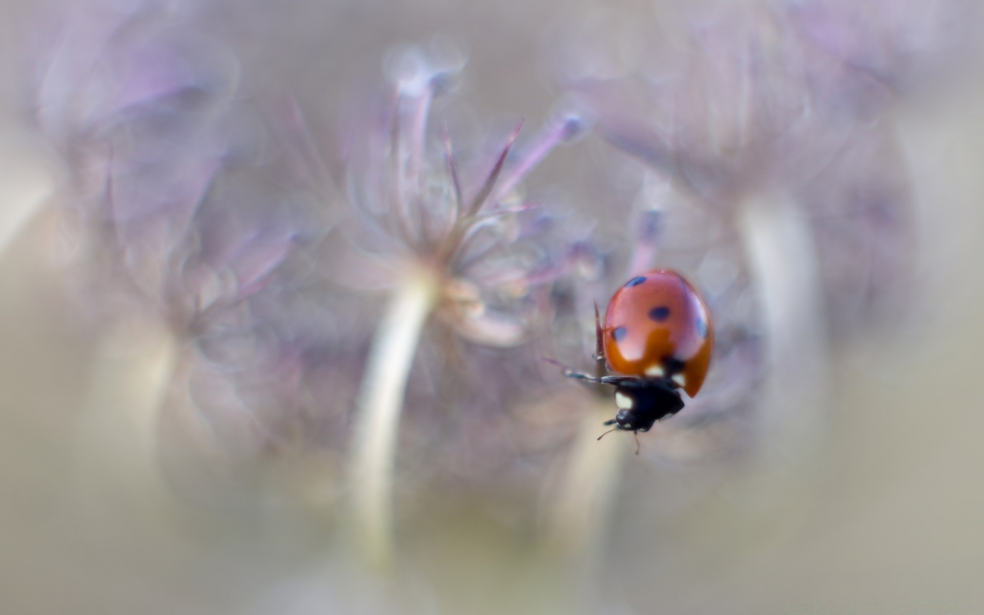 makro owad biedronka kwiat chrząszcz biologia natura flora kolor lato na zewnątrz bezkręgowce ogród rozmycie światło