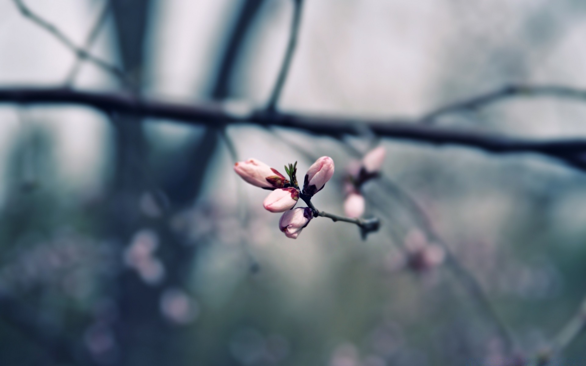 macro flower nature outdoors branch blur tree flora dof growth leaf fair weather bud garden focus winter magnolia park summer