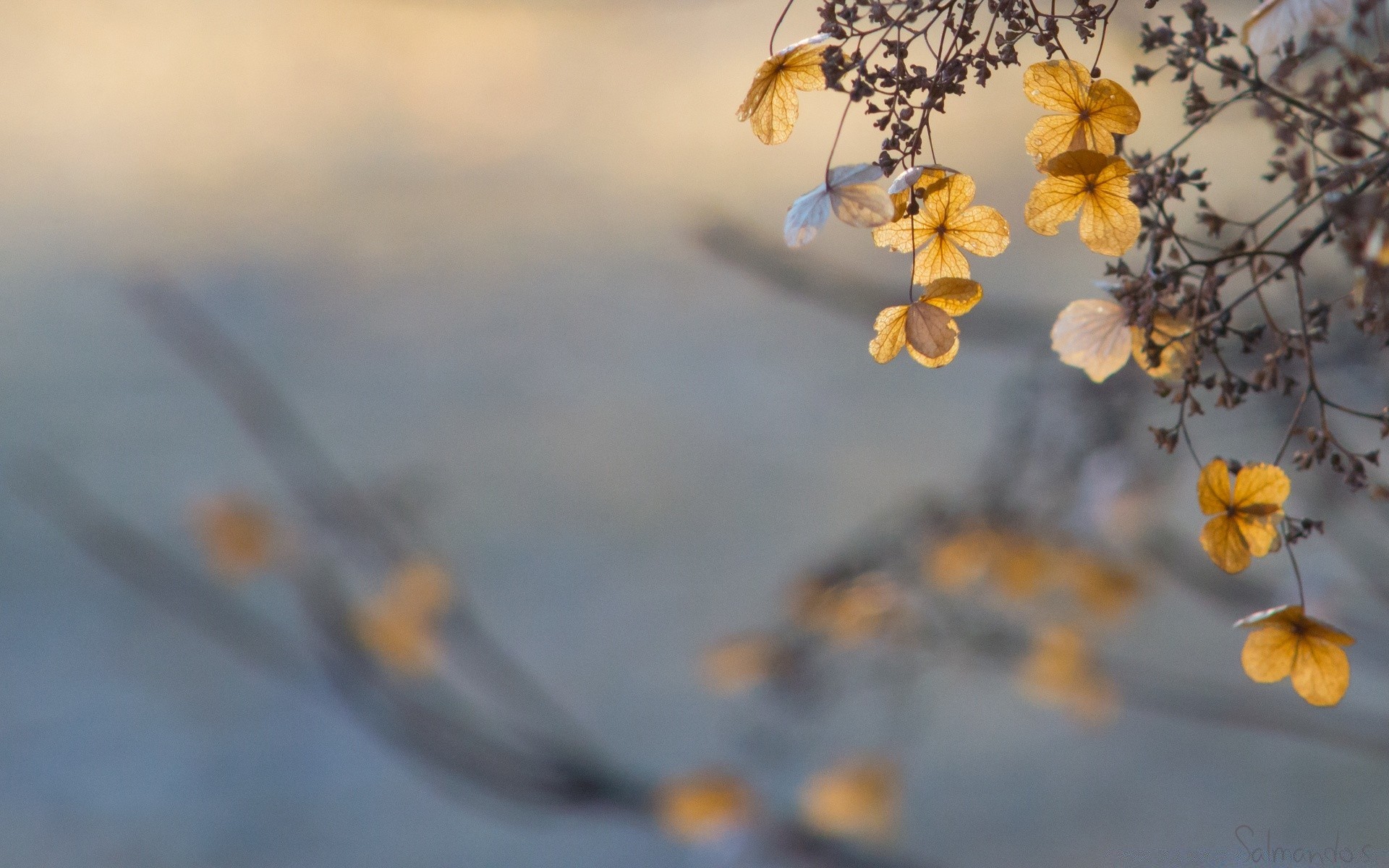 makroaufnahme unschärfe blume natur licht im freien blatt flora gutes wetter winter