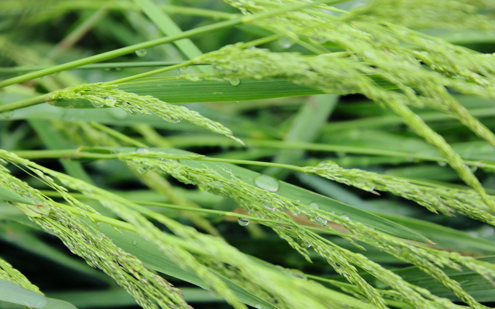 macro flora hoja crecimiento agricultura naturaleza cereales granja cosecha hierba verano medio ambiente comida campo pasto primer plano cáscara frescura rural escritorio