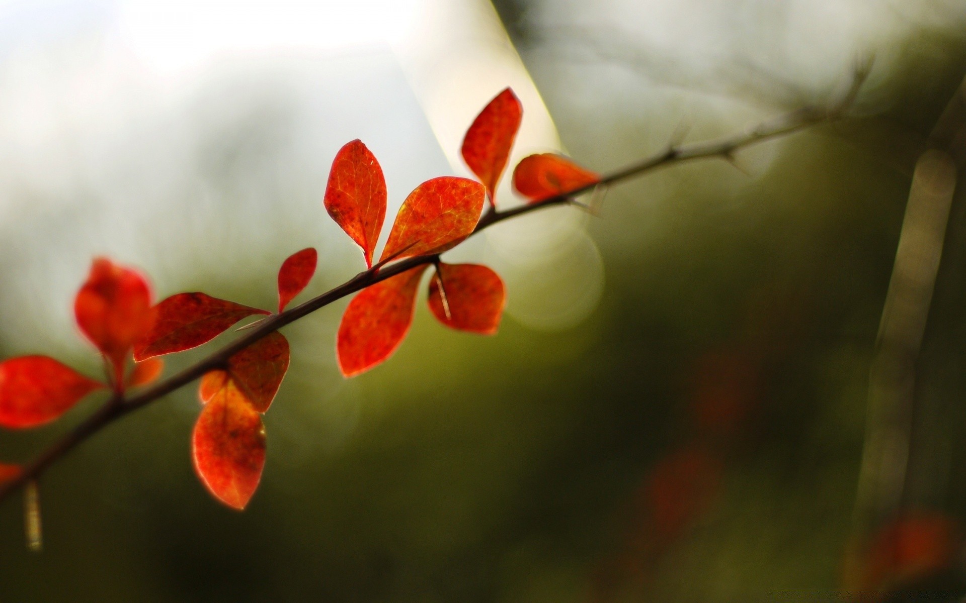 macro feuille nature branche fleur arbre flore jardin automne couleur flou saison à l extérieur dof parc hiver lumineux été