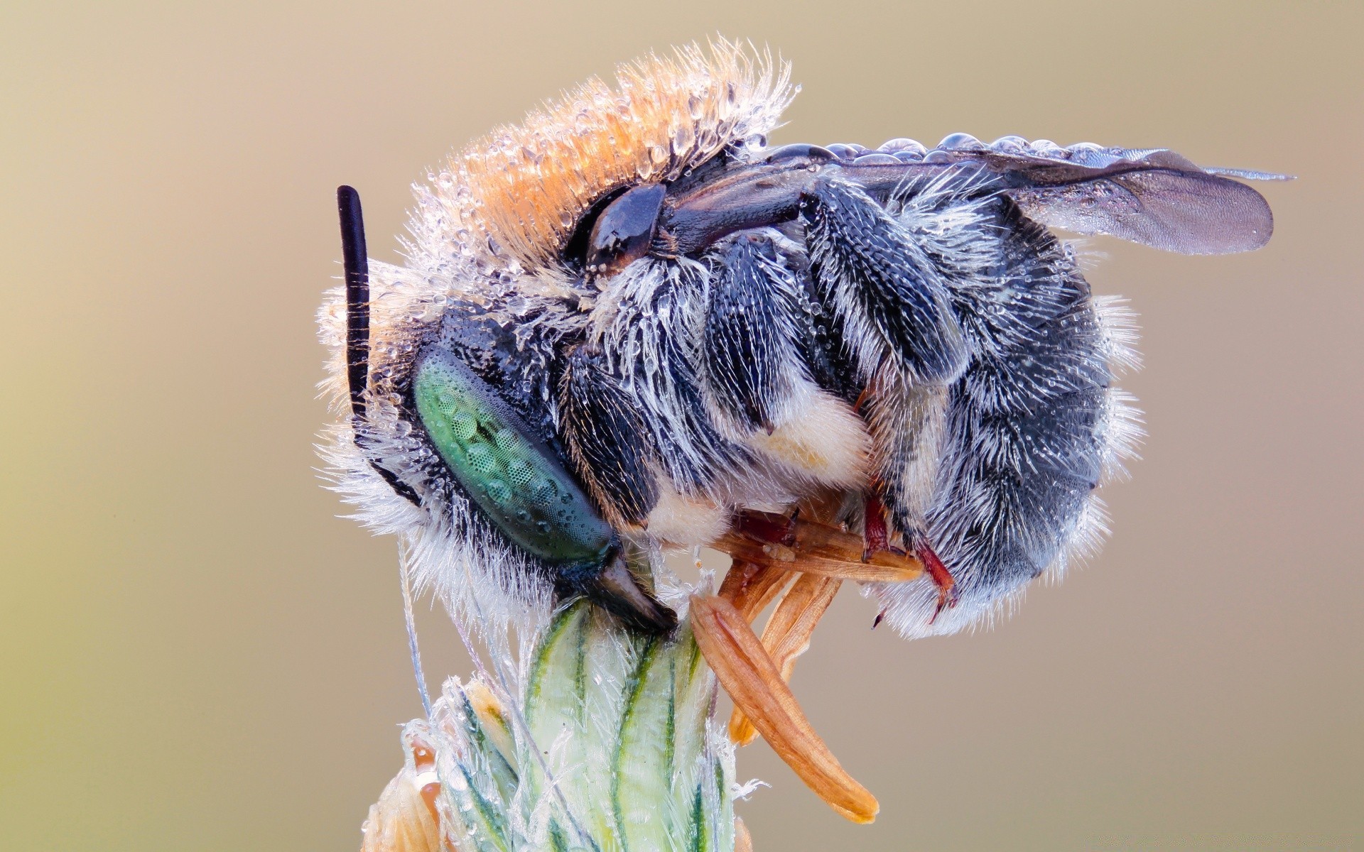 fotografia macro animal natureza vida selvagem inseto invertebrados pequeno sozinho ao ar livre