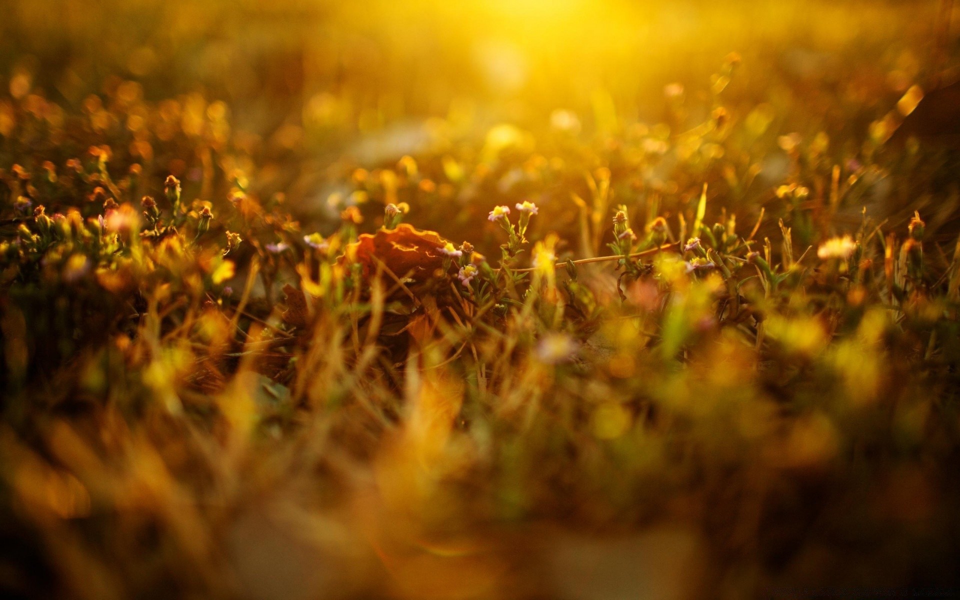 macro blur nature sun grass fair weather growth gold light field sunset landscape summer outdoors flower flora rural fall