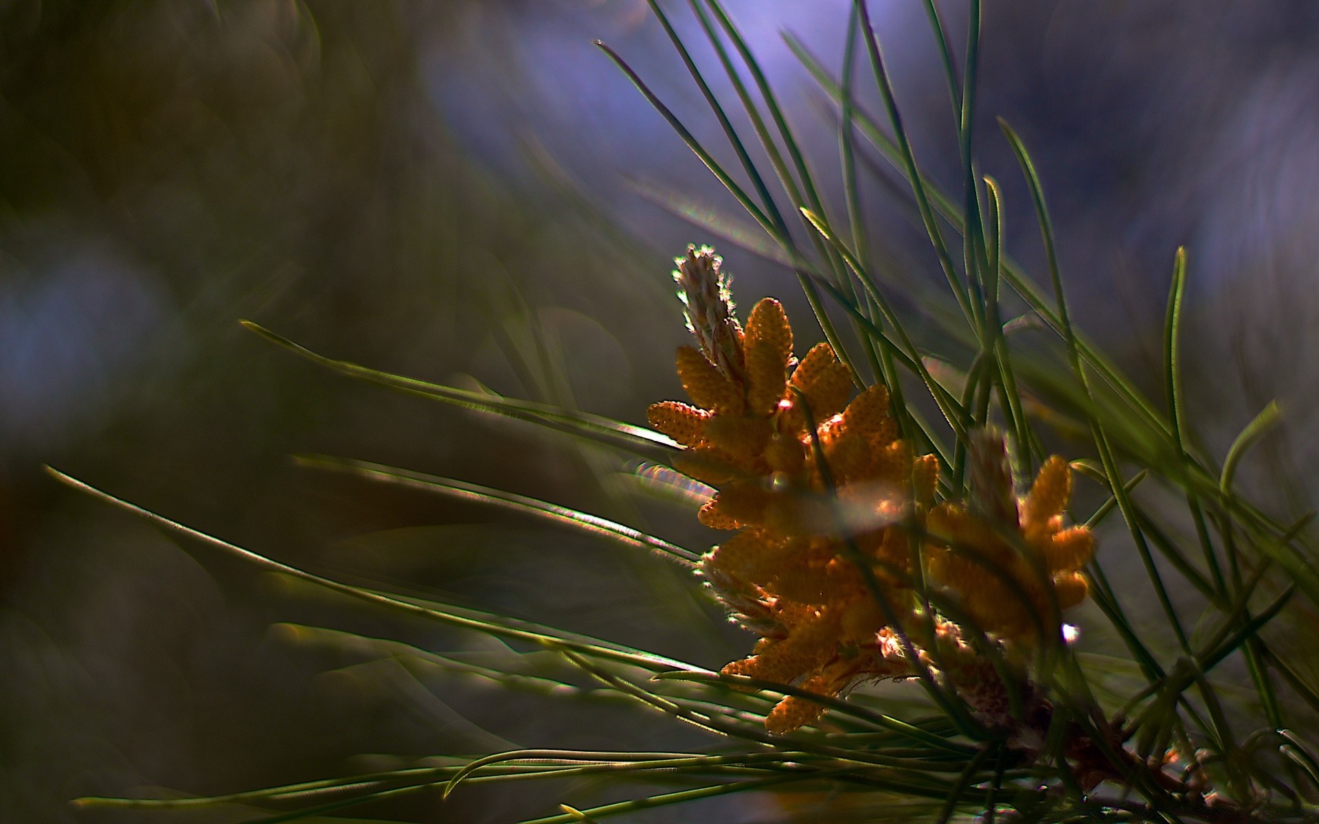 macro tree nature outdoors leaf sun fair weather light blur conifer evergreen flora color dawn branch needle