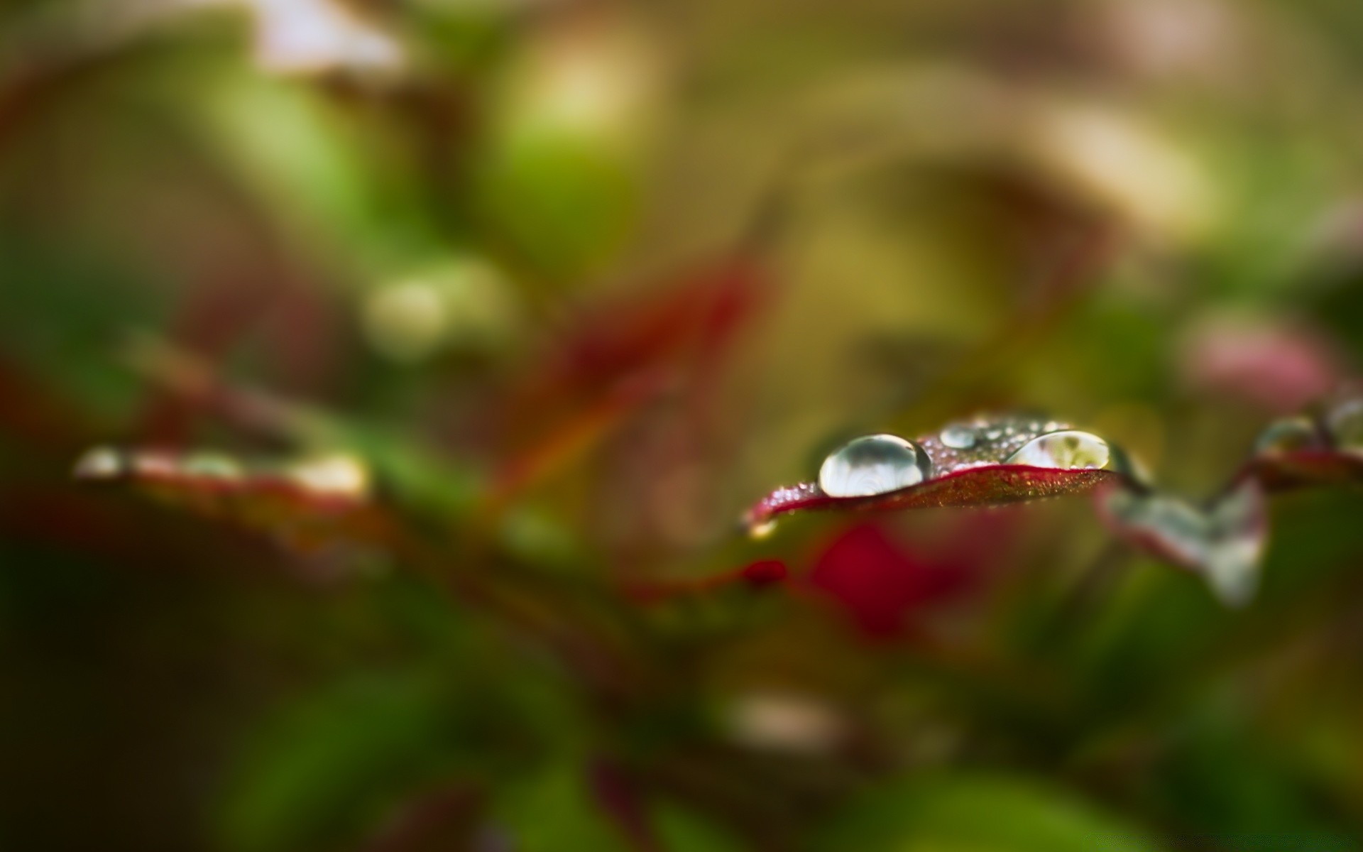 macro leaf nature rain flora garden drop dew blur close-up outdoors color flower tree desktop light