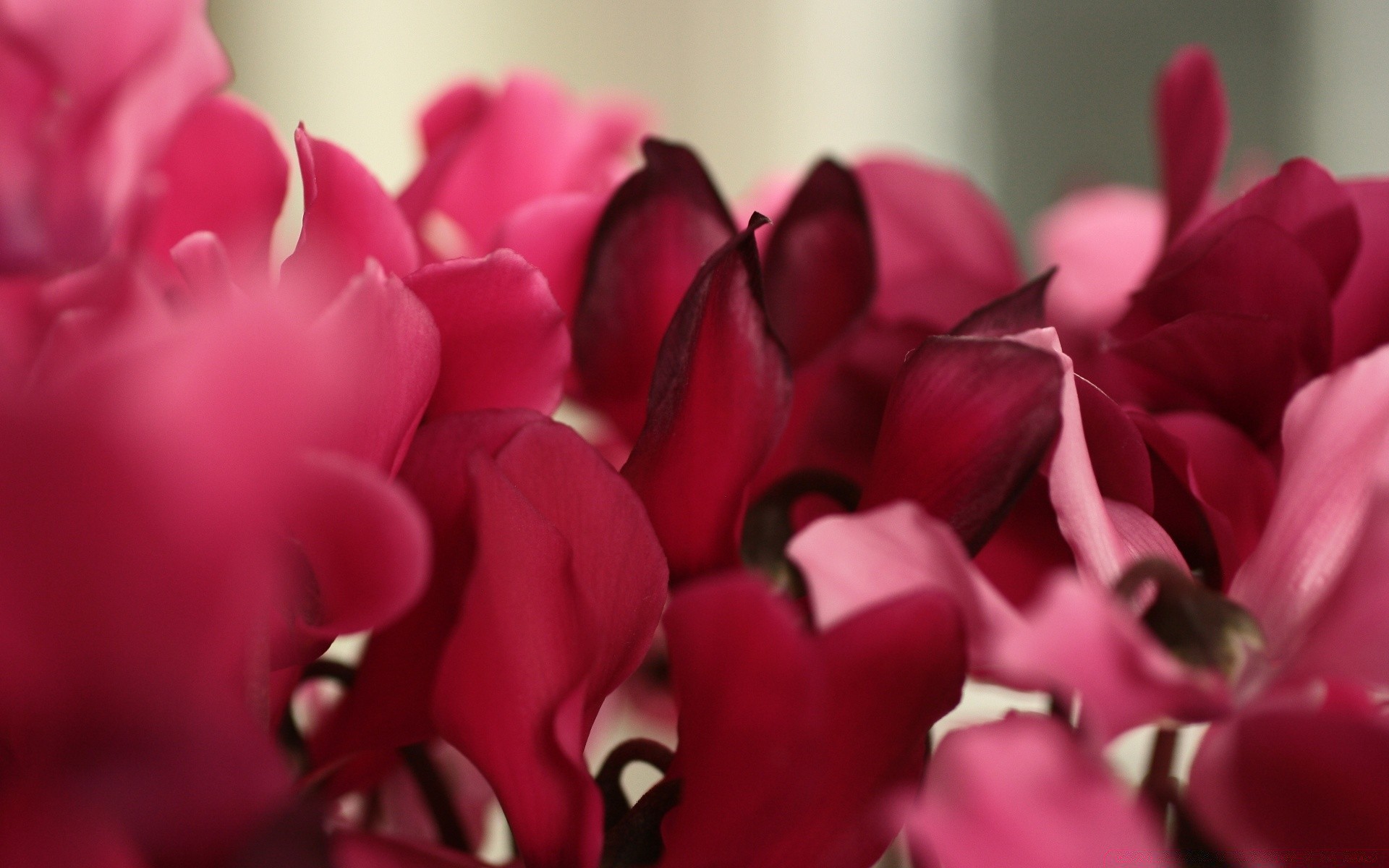 macro flor naturaleza amor flora jardín pétalo tulipán romance rosa color floral romántico hermoso bluming boda verano hoja