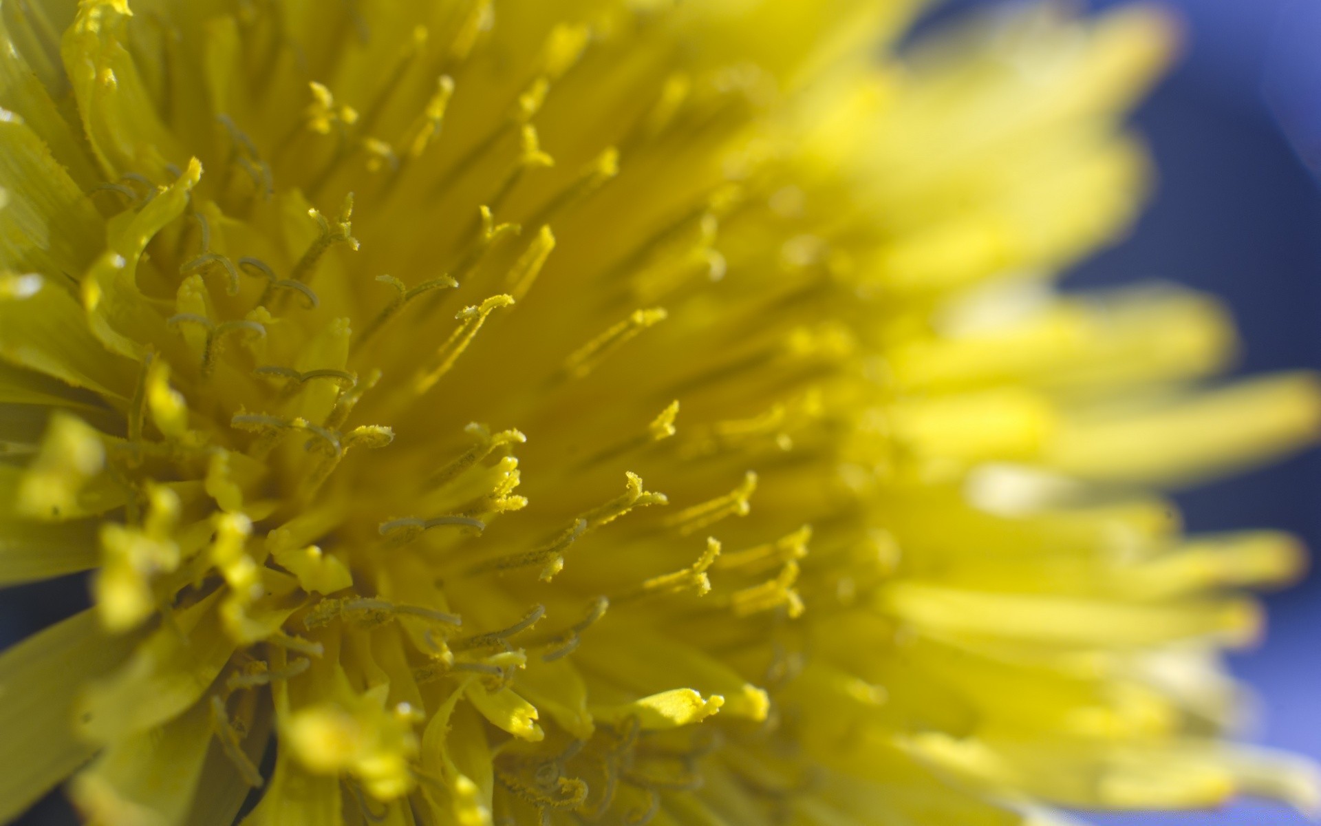 macro fleur nature flore été jardin couleur pétale bluming lumineux gros plan feuille pissenlit bureau belle floral unique croissance luz pollen