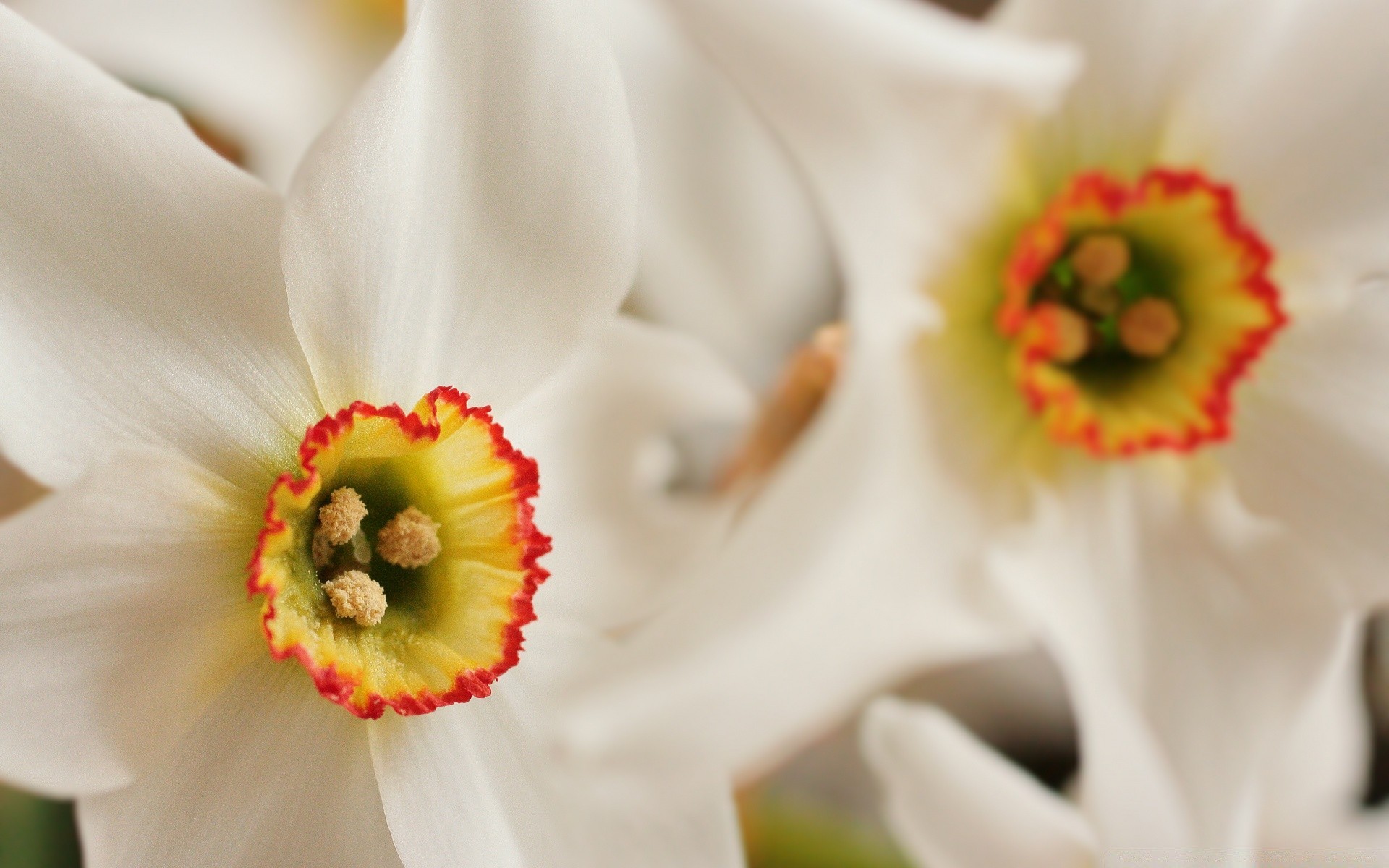 macro fiore natura floreale flora petalo fiore colore amore giardino bouquet estate matrimonio narciso primo piano narciso luminoso foglia bella romanticismo