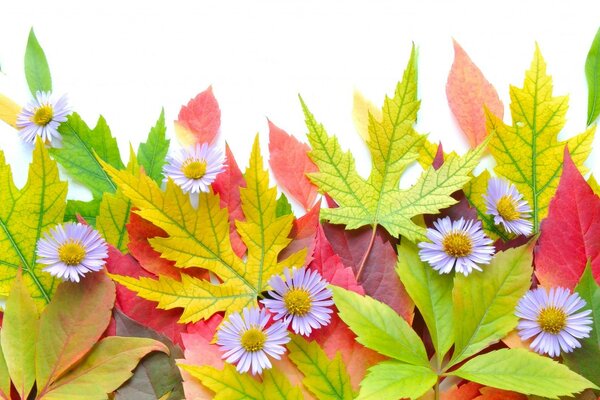 Applikation ihrer hellen Herbstblätter