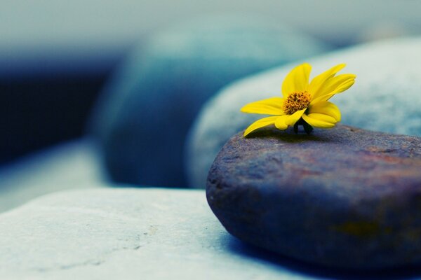 भूरे रंग के पत्थर पर पीला फूल