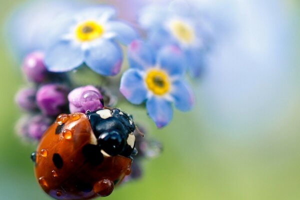 Mariquita en flor