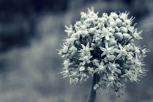 Close-up photo of a flower