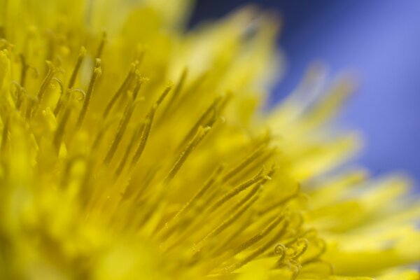 Macro de pissenlit nature en été