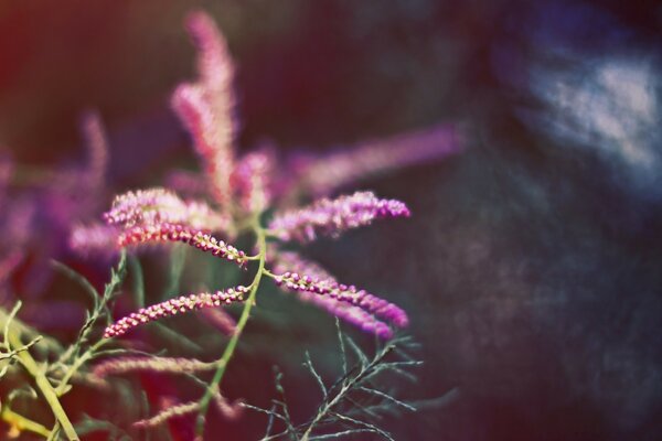 Mikroaufnahmen einer Blume im Freien