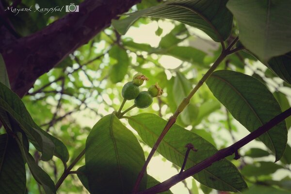 Fotografia Macro de folhas e galhos verdes