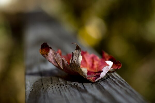 Macro photography, autumn leaf outdoors