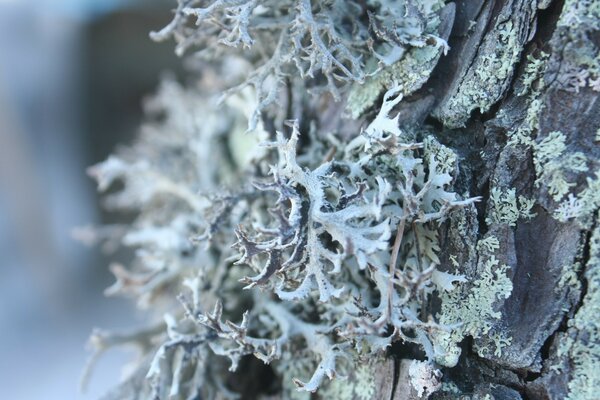 Macro fotografía de una planta en un árbol en el frío