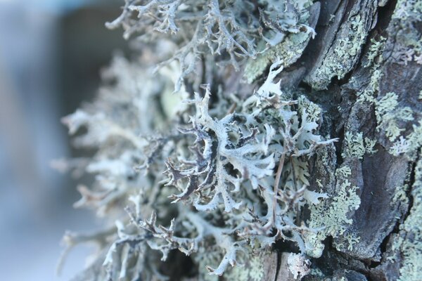 寒冷中树木上植物的宏观摄影
