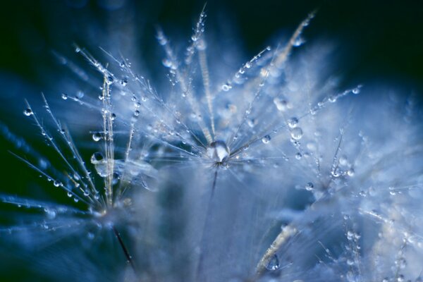 Dandelion in dew drops after rain