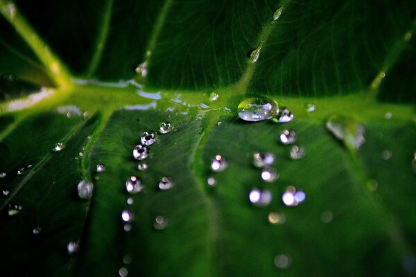 Large raindrops fall on the leaves