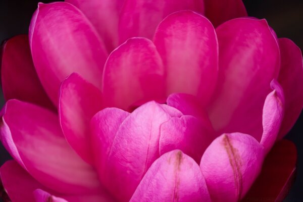 Nature, pétales de fleurs préférés