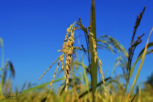 Espigas al aire libre al aire libre