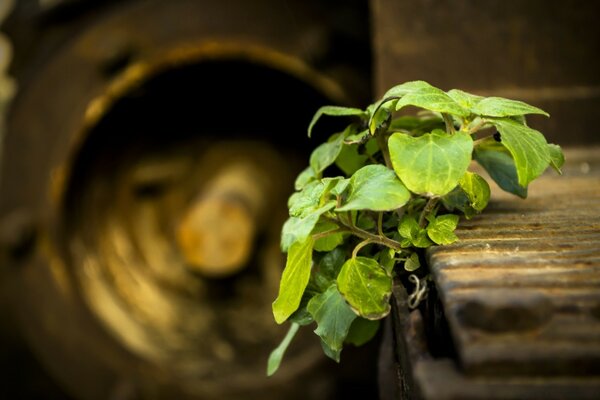 Planta verde que crece a partir de tablas de madera