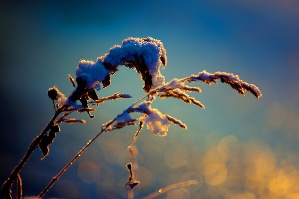 Der erste Schnee auf den Ähren bei Sonnenuntergang